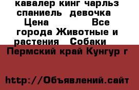  кавалер кинг чарльз спаниель -девочка › Цена ­ 45 000 - Все города Животные и растения » Собаки   . Пермский край,Кунгур г.